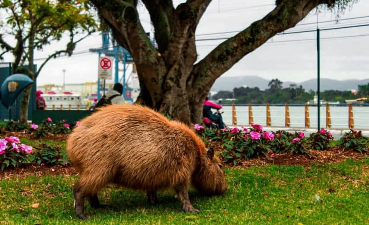 As consequências de se ter o habitat invadido pelo homem