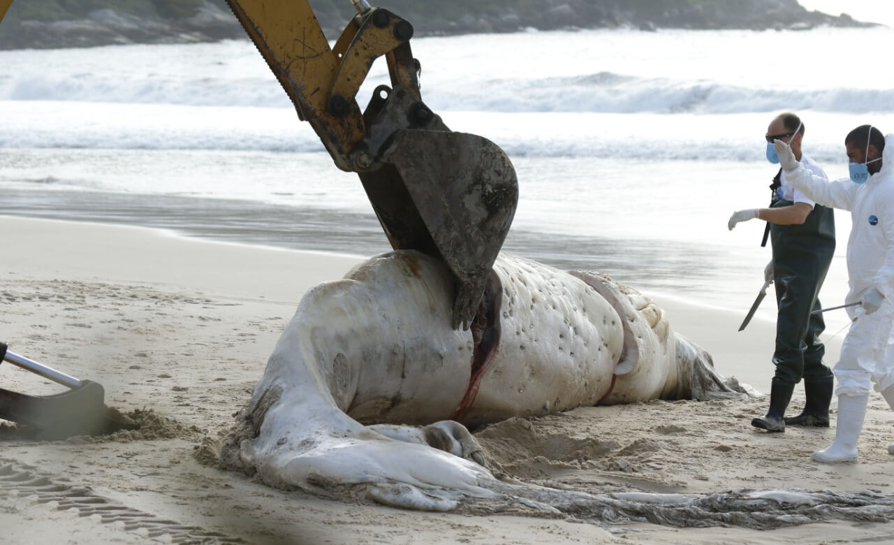 Baleia jubarte é encontrada morta na Praia de Quatro Ilhas