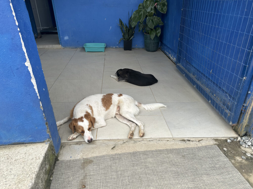 Cachorros descansando na entrada da UAPA