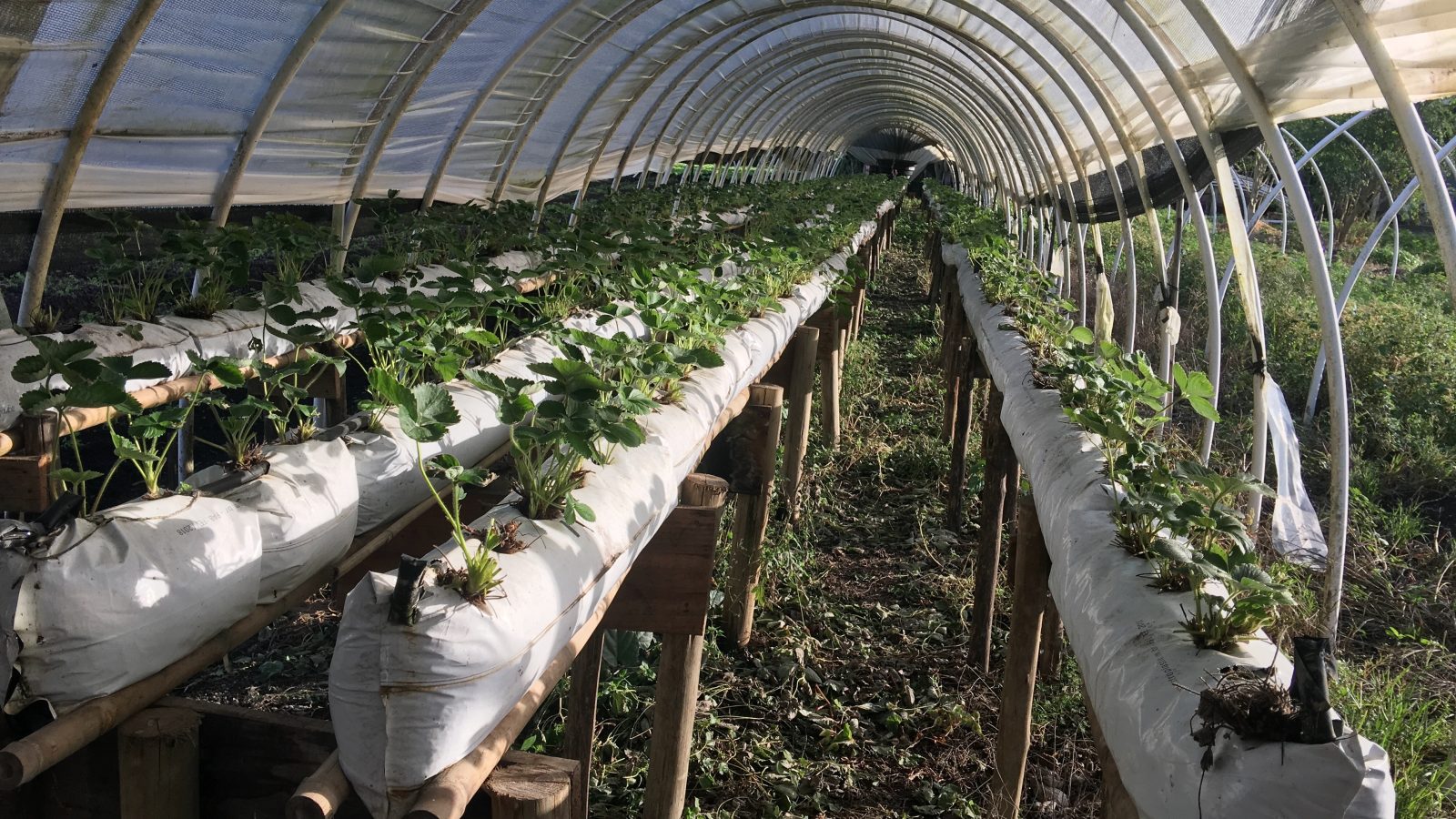 Colônia Agrícola Japonesa