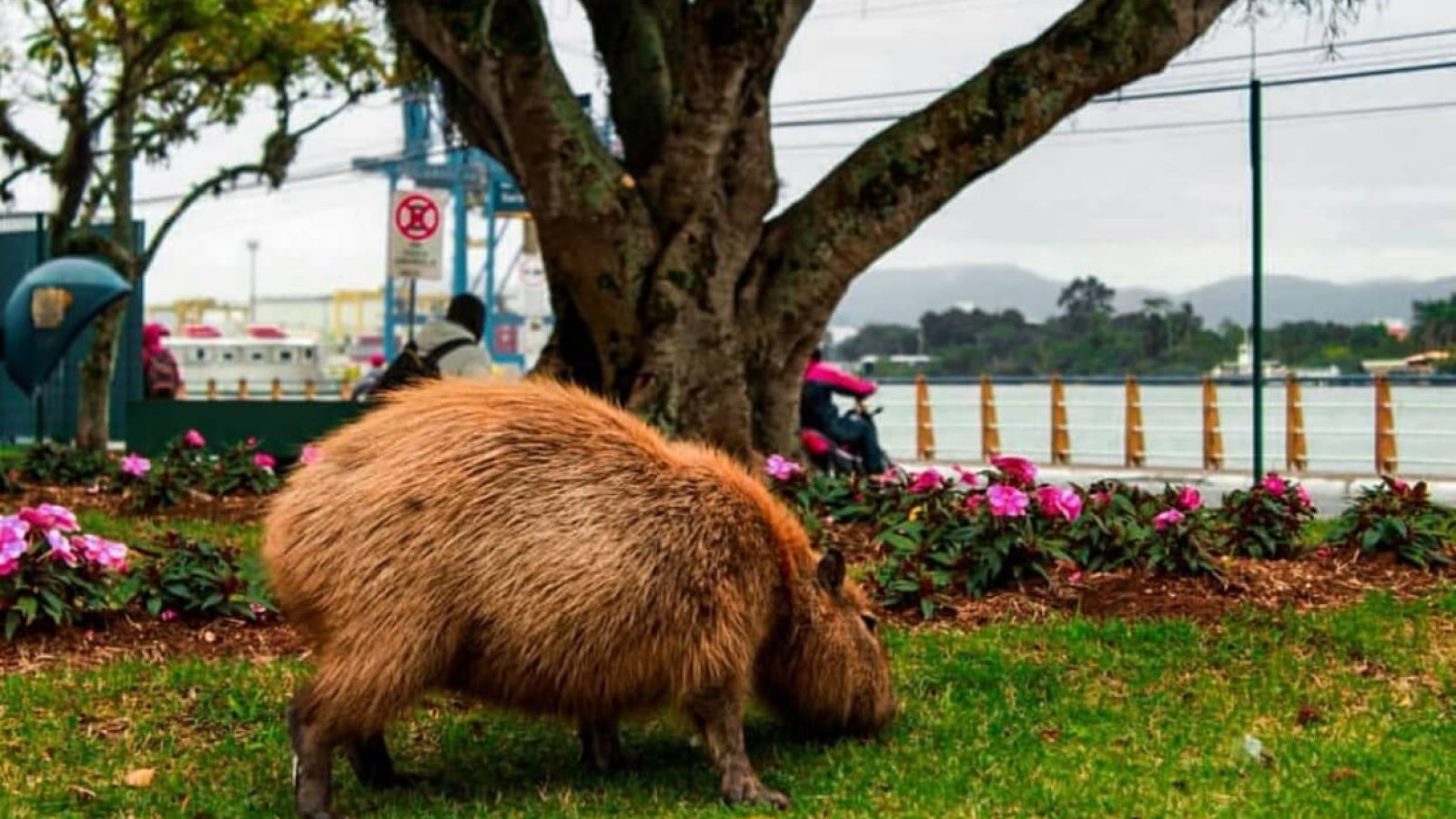 Crédito: Bruna G. Bertoldo