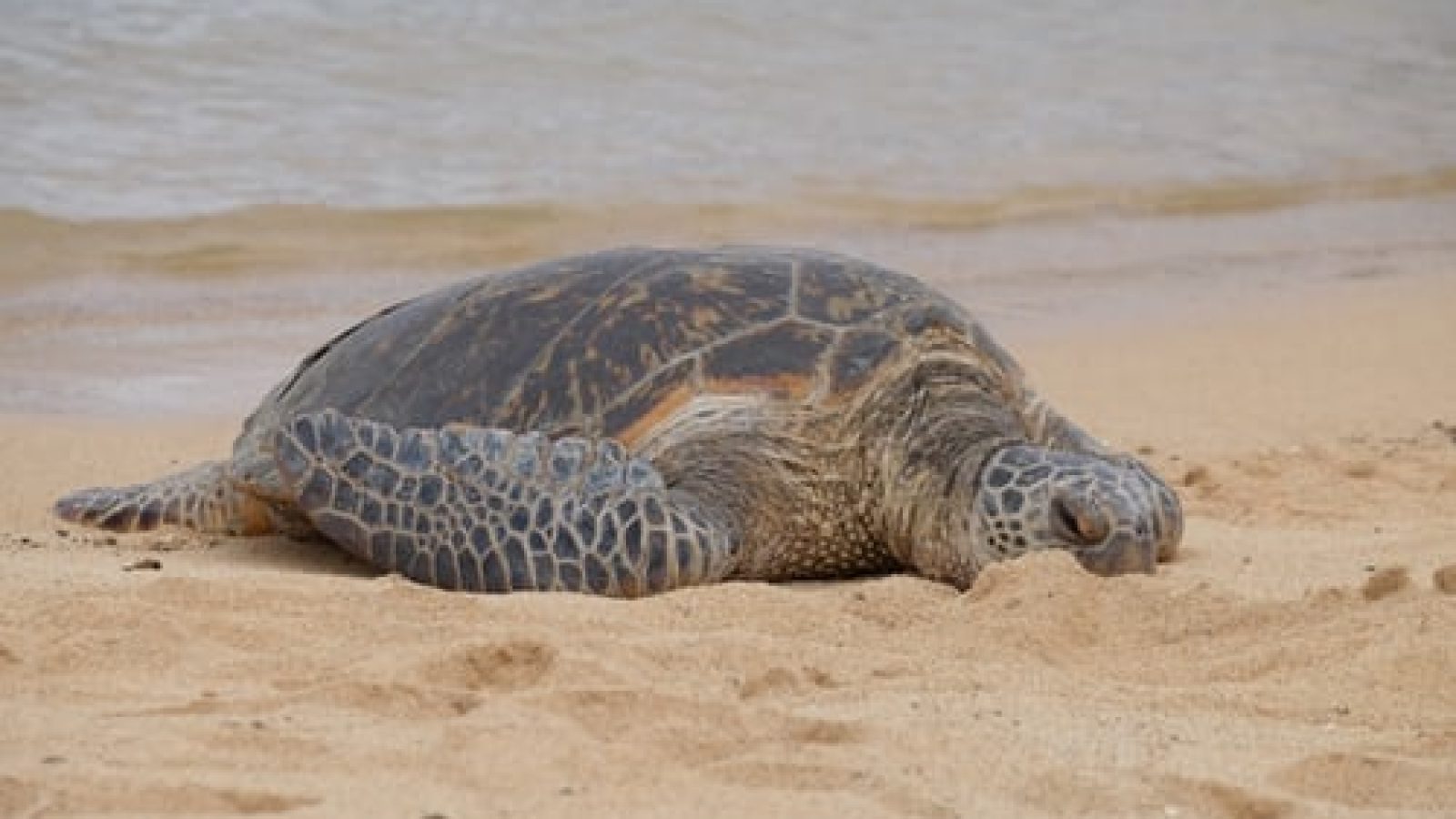 Créditos: Bruce Warrington (Unsplash)